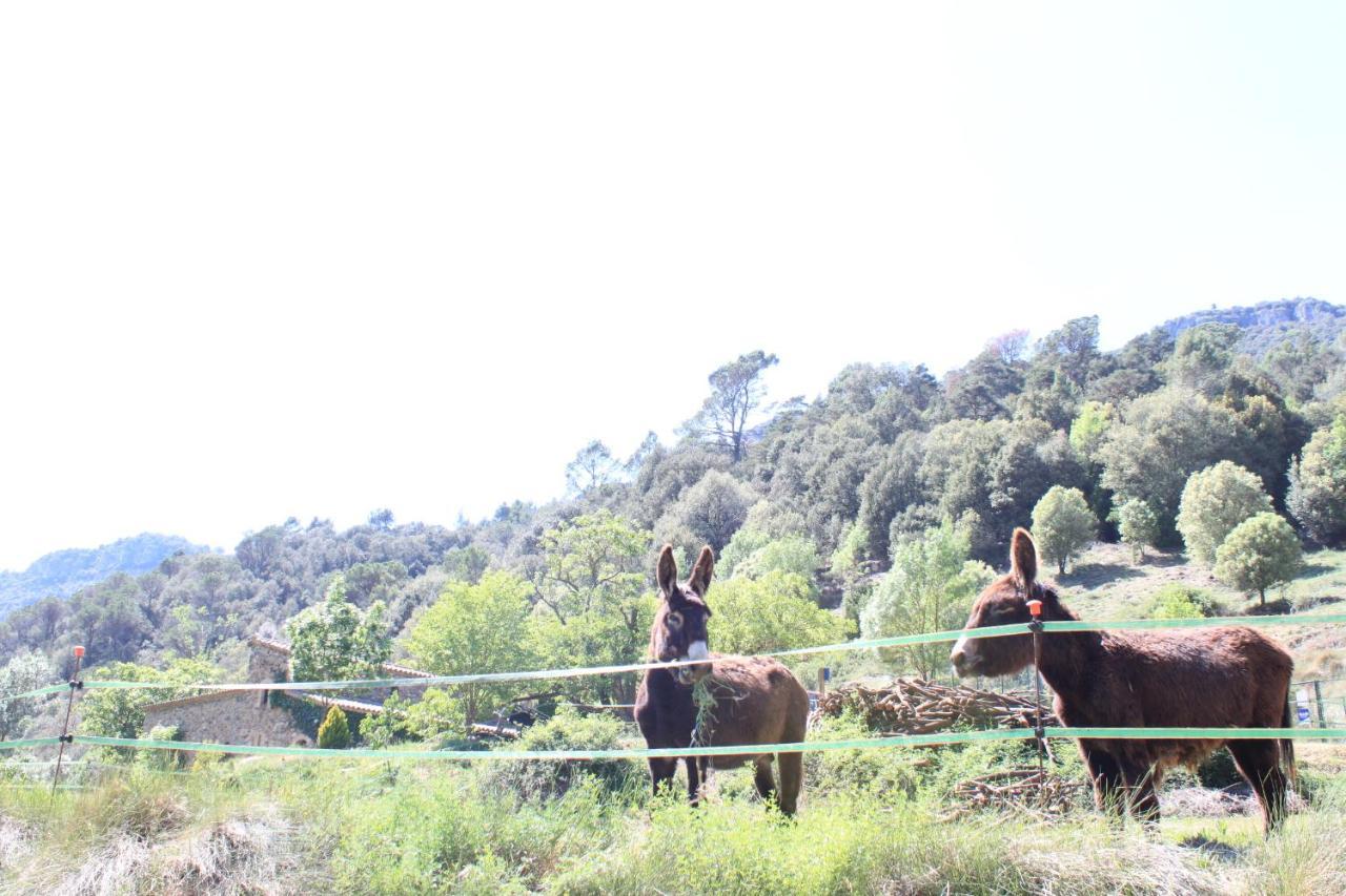 Bed And Breakfast Casanova De Sant Miquel Aiguafreda 외부 사진